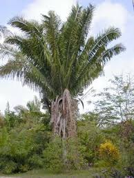 le palmier à tagua